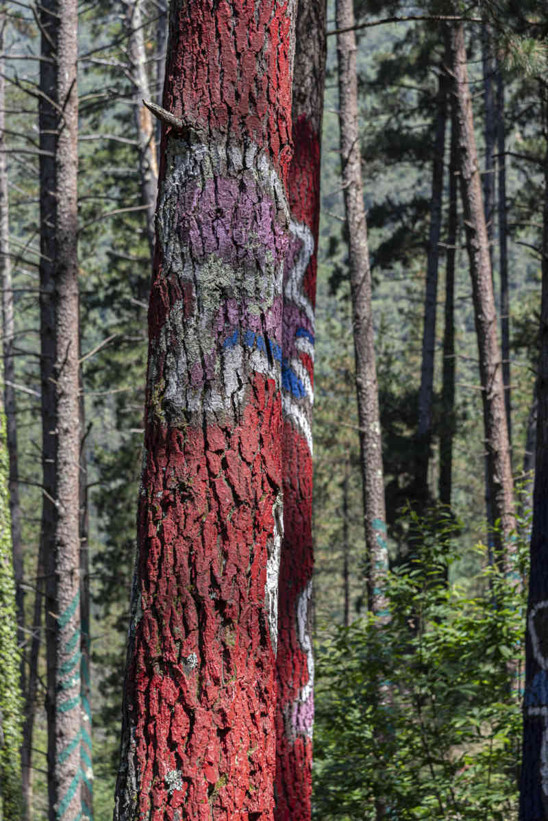 Vizcaya - Kortezubi 08 - bosque de Oma.jpg